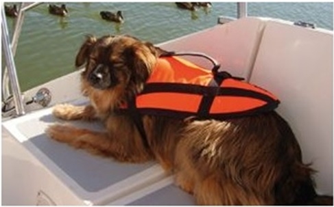 Schwimmhilfen - Hundeschwimmhilfe 40 bis 60Kg